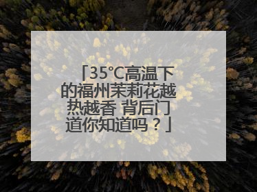 35℃高温下的福州茉莉花越热越香 背后门道你知道吗？