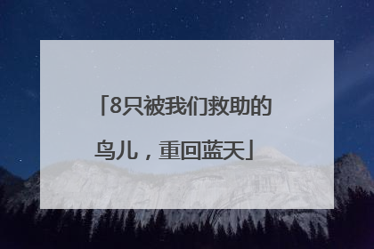 8只被我们救助的鸟儿，重回蓝天